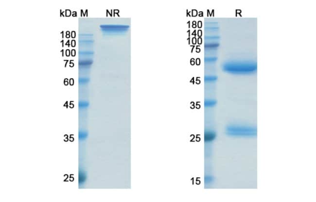 100UG SIRUKUMAB ANTIBODY 100 UG
