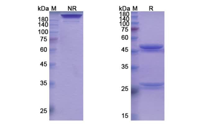 100UG TABALUMAB ANTIBODY 100 UG