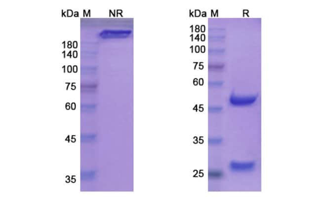 100UG VATELIZUMAB ANTIBODY 100 UG