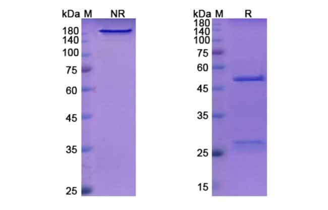 100UG INDATUXIMAB ANTIBODY 100 UG