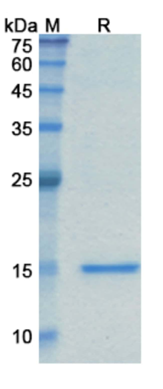 100UG CAPLACIZUMAB ANTIBODY 100 UG