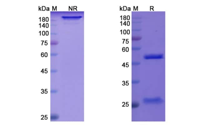 100UG QUILIZUMAB ANTIBODY 100 UG