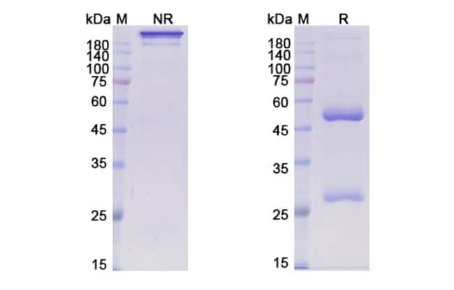 100UG PATRITUMAB ANTIBODY 100 UG