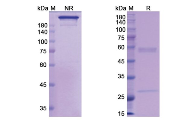 100UG ACTOXUMAB ANTIBODY 100 UG