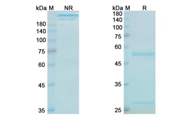 100UG BEZLOTOXUMAB ANTIBODY 100 UG
