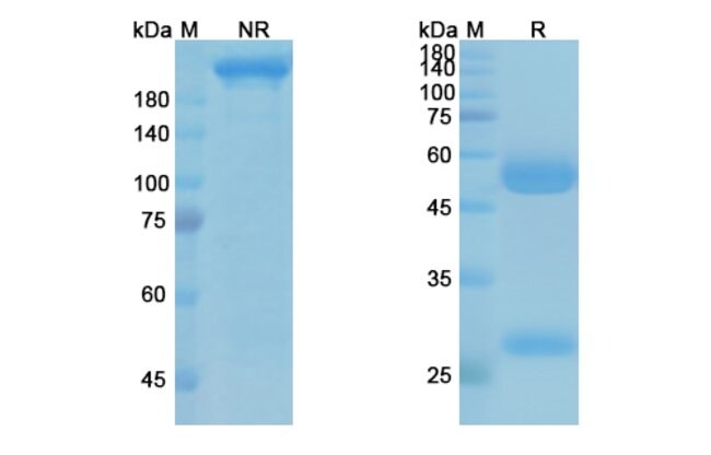 100UG ALIROCUMAB ANTIBODY 100 UG