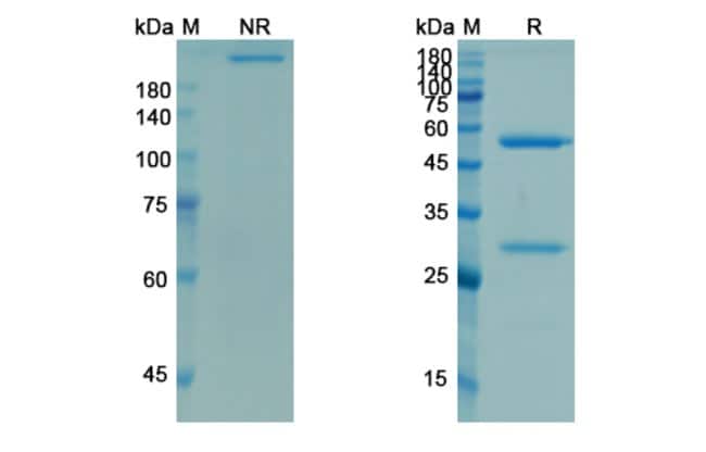 100UG DEMCIZUMAB ANTIBODY 100 UG