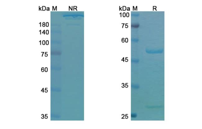 100UG DULIGOTUZUMAB ANTIBODY 100 UG