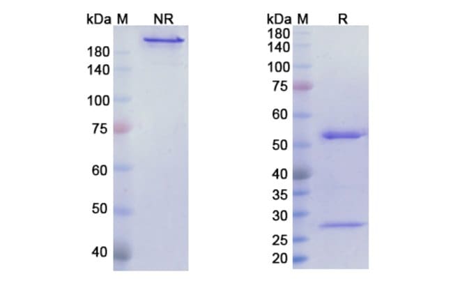 100UG FUTUXIMAB ANTIBODY 100 UG