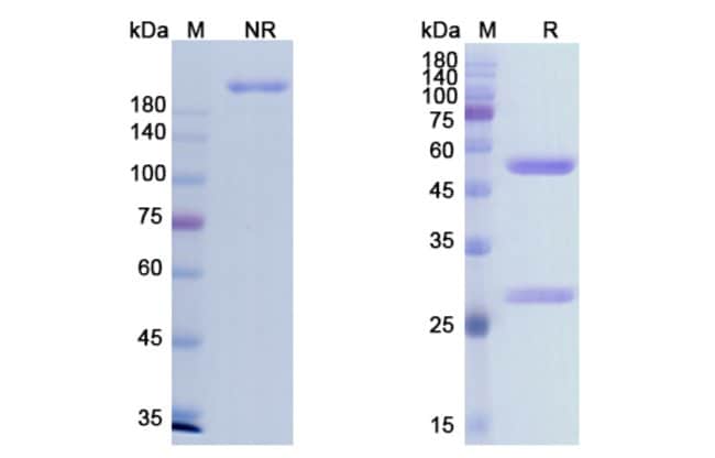 100UG IMGATUZUMAB ANTIBODY 100 UG