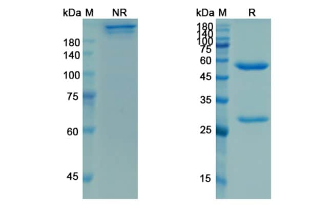 100UG LIGELIZUMAB ANTIBODY 100 UG