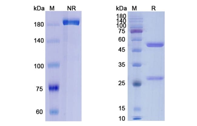 100UG ORTICUMAB ANTIBODY 100 UG