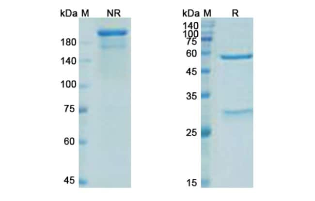 100UG PARSATUZUMAB ANTIBODY 100 UG