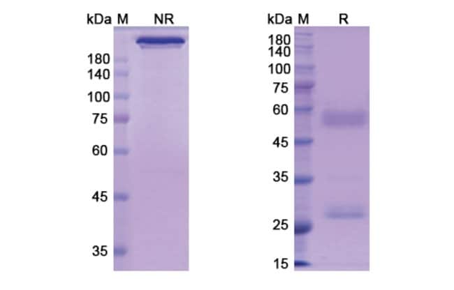 100UG PERAKIZUMAB ANTIBODY 100 UG