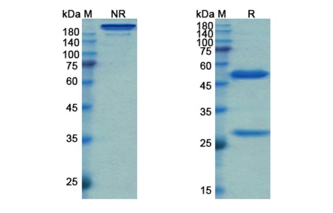 100UG SIMTUZUMAB ANTIBODY 100 UG