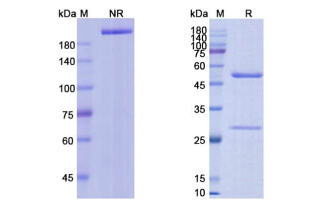 100UG VORSETUZUMAB ANTIBODY 100 UG