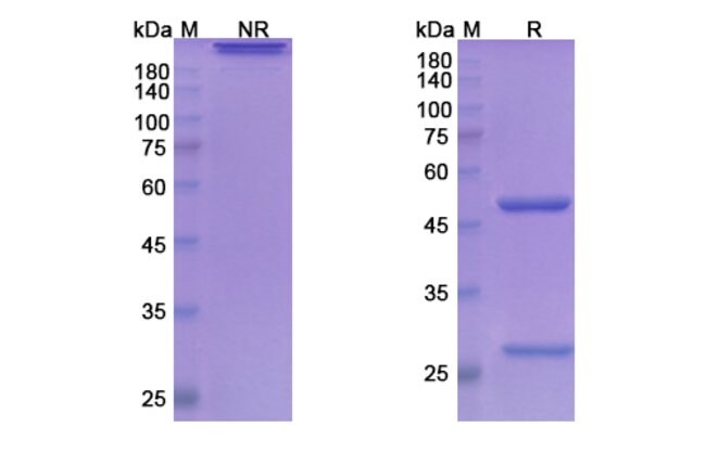 100UG CONCIZUMAB ANTIBODY 100 UG