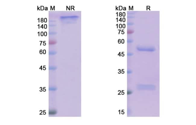 100UG TILDRAKIZUMAB ANTIBODY 100 UG