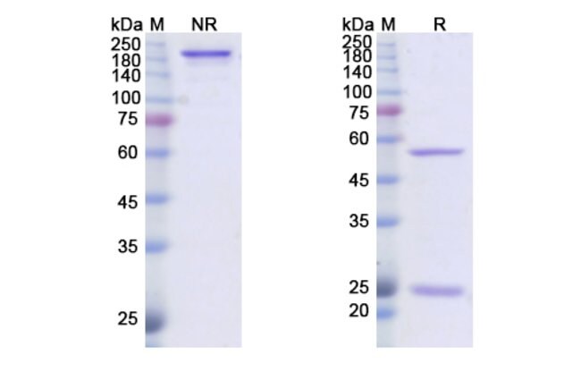 100UG DUSIGITUMAB ANTIBODY 100 UG
