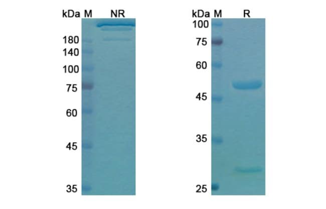 100UG PIDILIZUMAB ANTIBODY 100 UG