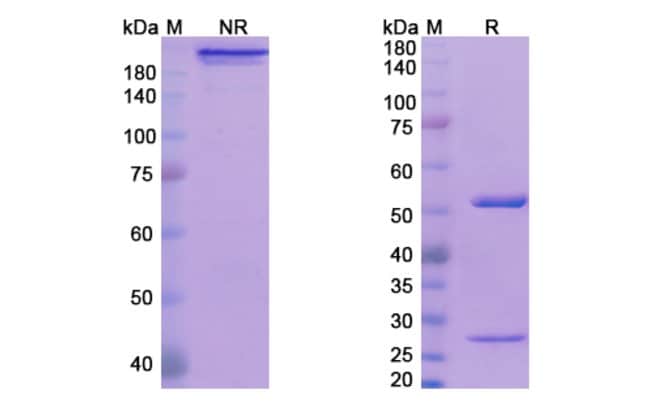 100UG OZANEZUMAB ANTIBODY 100 UG