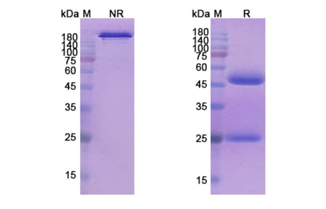 100UG SERIBANTUMAB ANTIBODY 100 UG