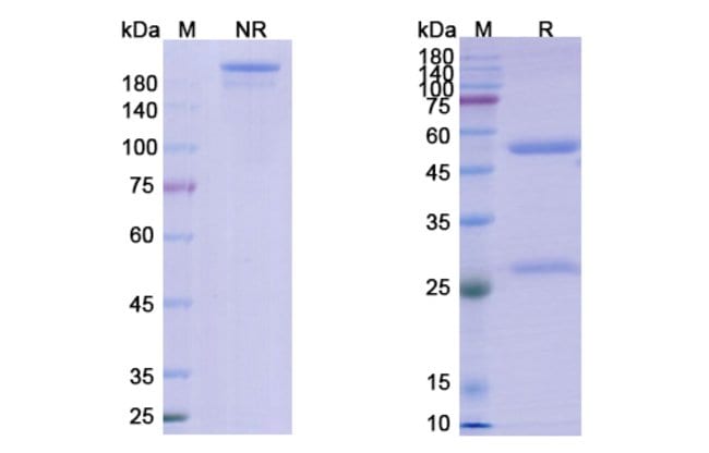 100UG BIMAGRUMAB ANTIBODY 100 UG