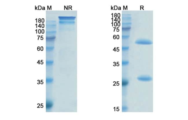 100UG PINATUZUMAB ANTIBODY 100 UG