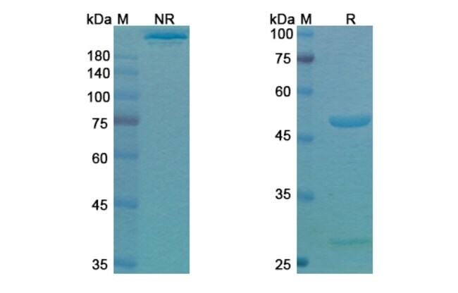 100UG SETOXAXIMAB ANTIBODY 100 UG