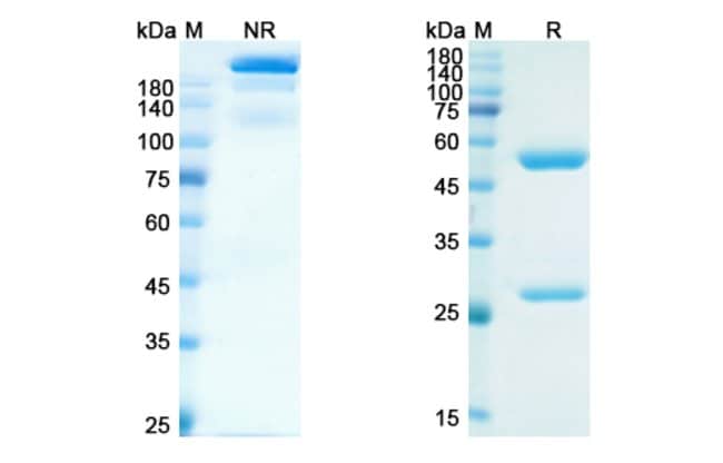 100UG ELDELUMAB ANTIBODY 100 UG