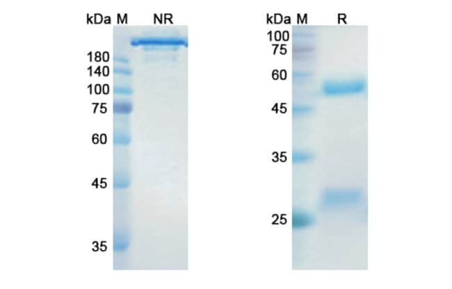 100UG DINUTUXIMAB ANTIBODY 100 UG