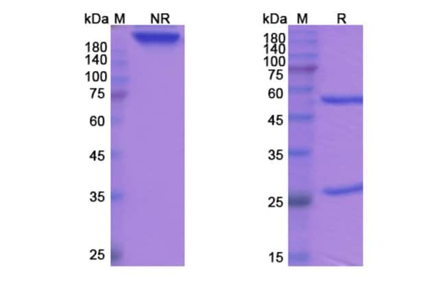 100UG TOSATOXUMAB ANTIBODY 100 UG