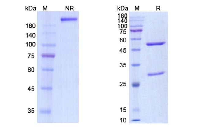 100UG CODRITUZUMAB ANTIBODY 100 UG