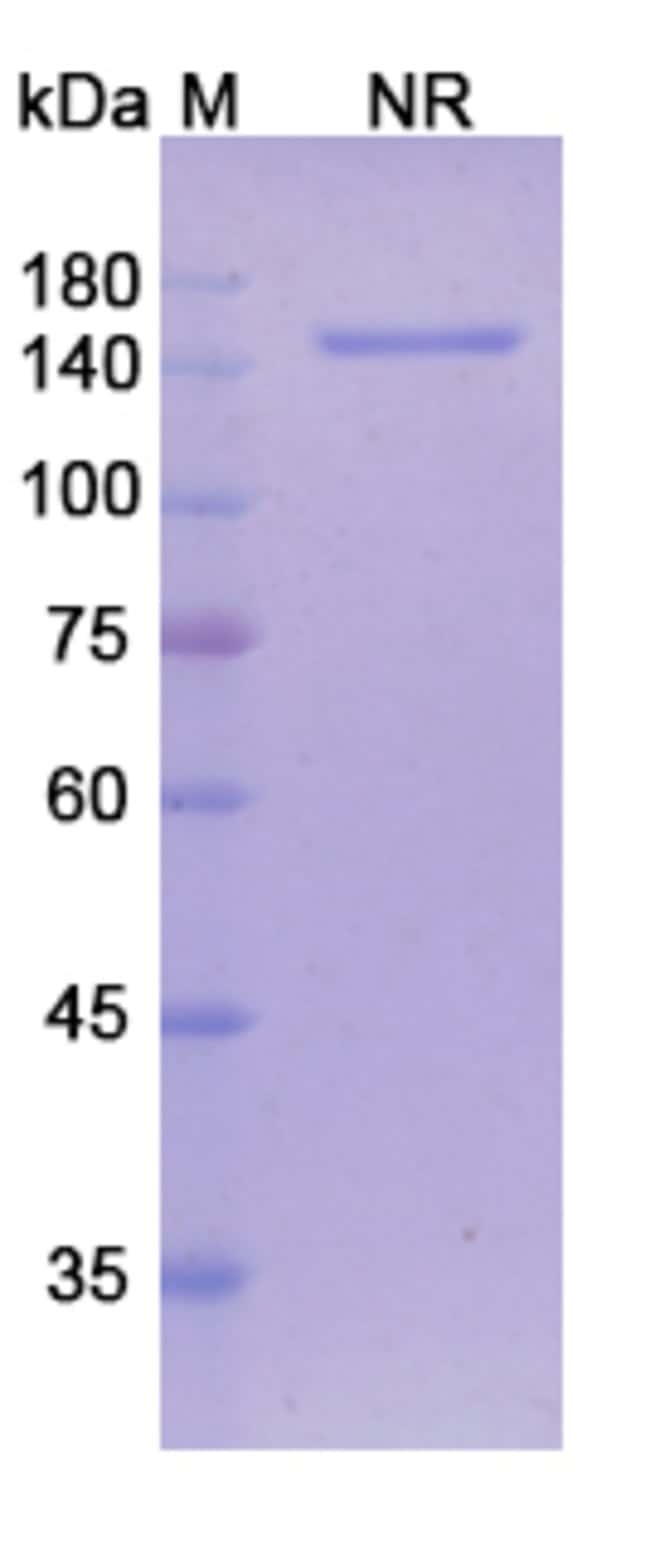 100UG TAREXTUMAB ANTIBODY 100 UG