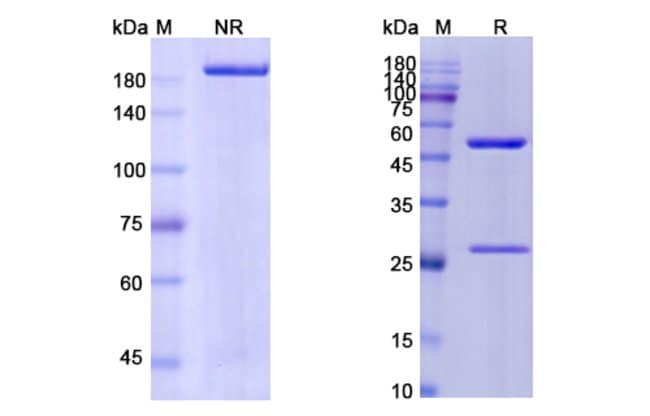 100UG TOVETUMAB ANTIBODY 100 UG
