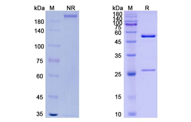 100UG VANTICTUMAB ANTIBODY 100 UG