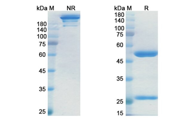 100UG MARGETUXIMAB ANTIBODY 100 UG