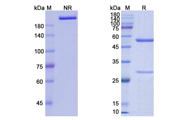 100UG ANIFROLUMAB ANTIBODY 100 UG
