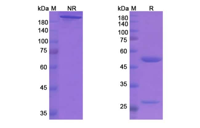 100UG ADUCANUMAB ANTIBODY 100 UG