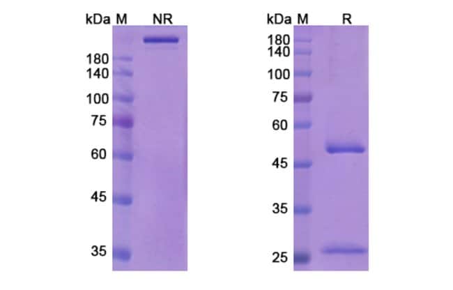 100UG SOFITUZUMAB ANTIBODY 100 UG