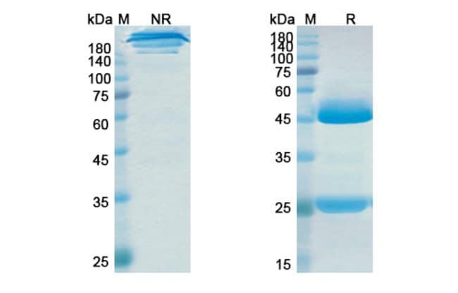 100UG RALPANCIZUMAB ANTIBODY 100 UG