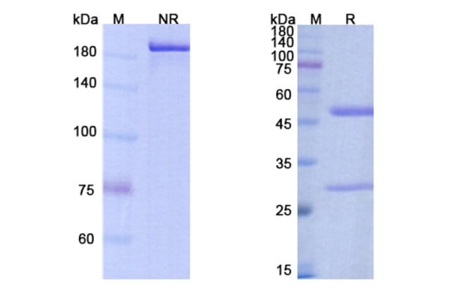 100UG BOCOCIZUMAB ANTIBODY 100 UG