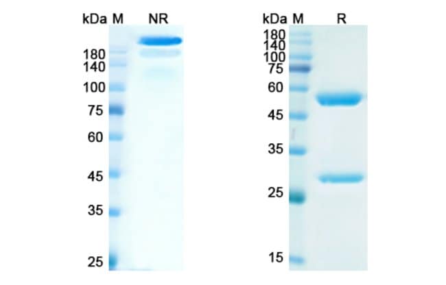 100UG ABITUZUMAB ANTIBODY 100 UG
