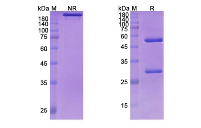 100UG COLTUXIMAB ANTIBODY 100 UG