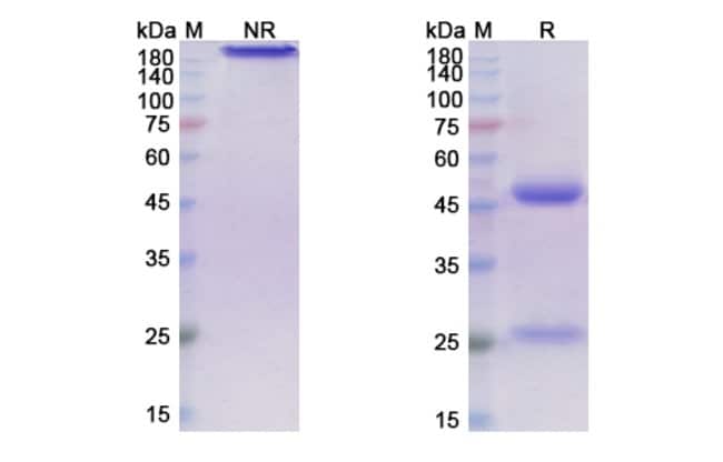 100UG ONTUXIZUMAB ANTIBODY 100 UG