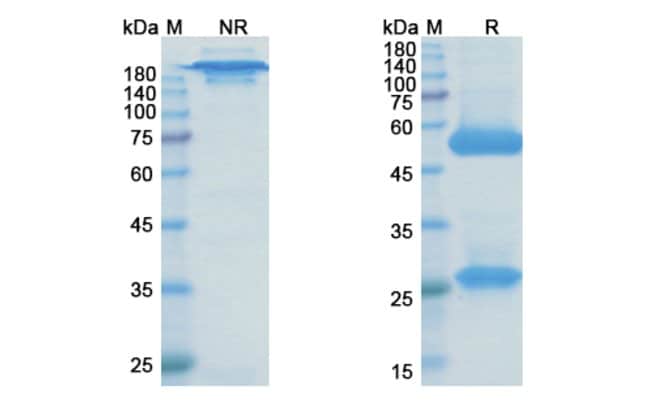 100UG BRONTICTUZUMAB ANTIBODY 100 UG