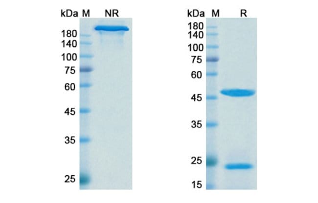 100UG DENINTUZUMAB ANTIBODY 100 UG