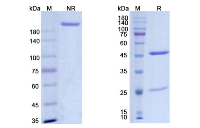 100UG DIRIDAVUMAB ANTIBODY 100 UG