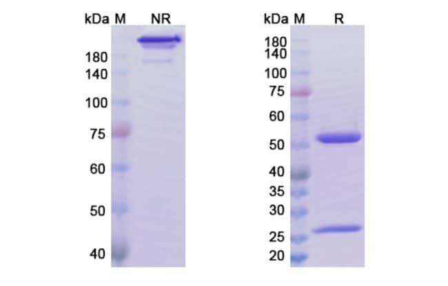 100UG ABRILUMAB ANTIBODY 100 UG