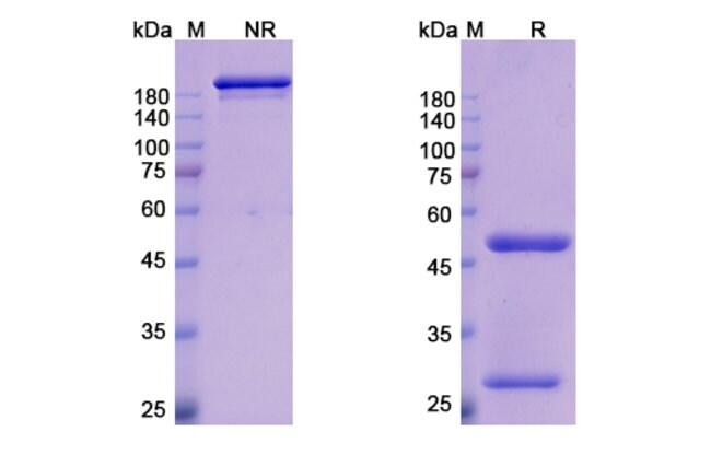 100UG EMIBETUZUMAB ANTIBODY 100 UG